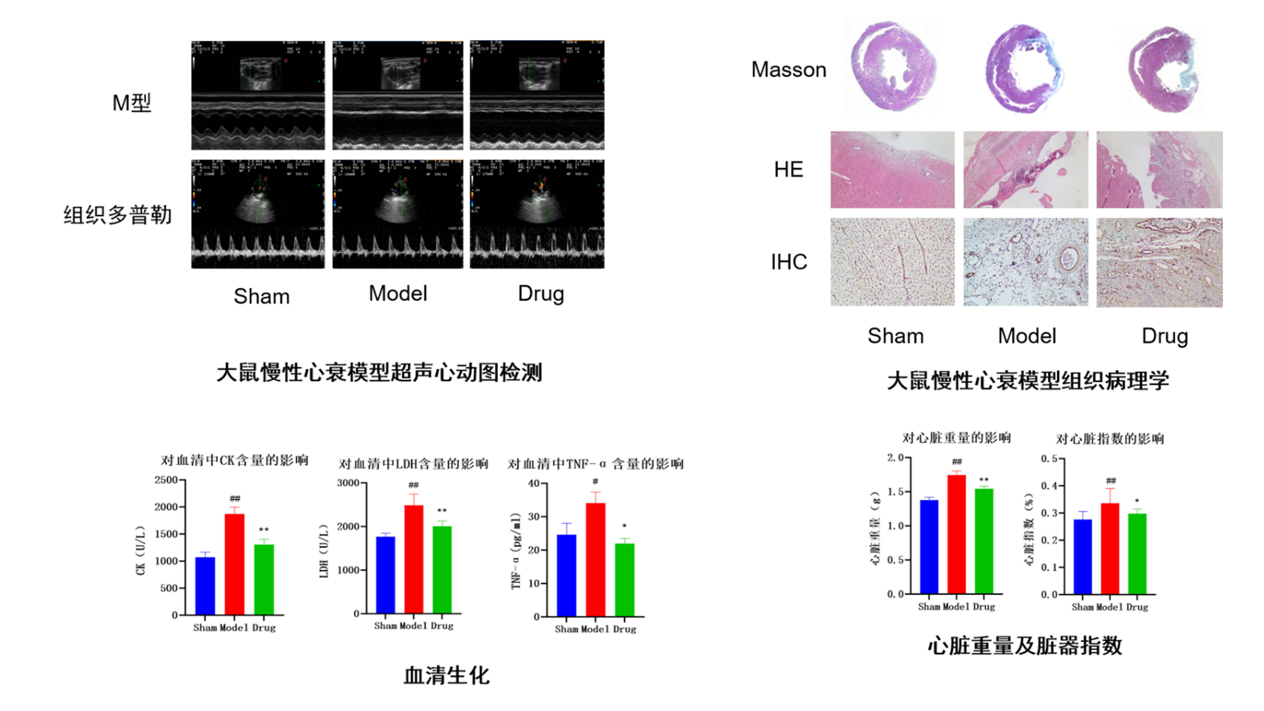 案例：慢性心衰大鼠模型